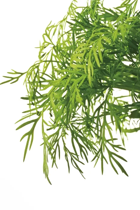 Impression encadrée : Dill Impression encadrée : Dill