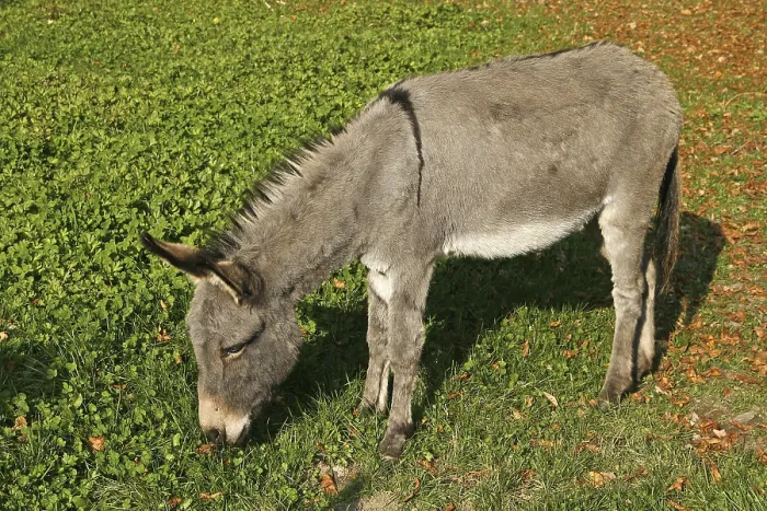 Impression encadrée : Donkey Impression encadrée : Donkey