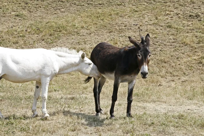 Impression encadrée : Donkey Impression encadrée : Donkey