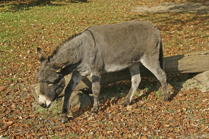 Impression encadrée : Donkey