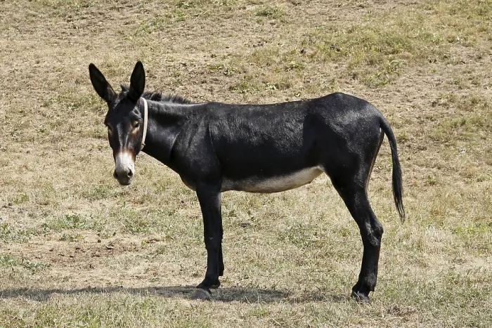 Impression encadrée : Donkey