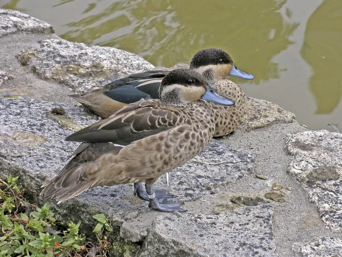 Impression encadrée : Paire de canards