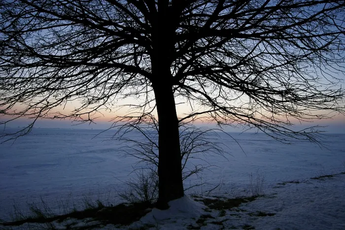 Impression encadrée : Arbre sans feuilles.