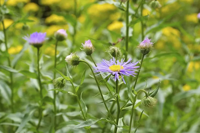 Impression encadrée : Erigeron pulchellus, un ericrée.