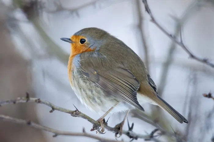 Impression encadrée : Erithacus rubecula, rossignol, rossignols. Impression encadrée : Erithacus rubecula, rossignol, rossignols.