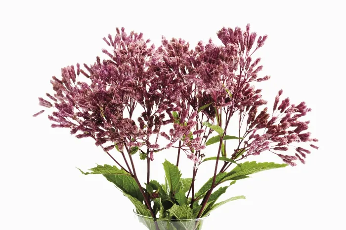 Impression encadrée : Eupatoire (Eupatorium)