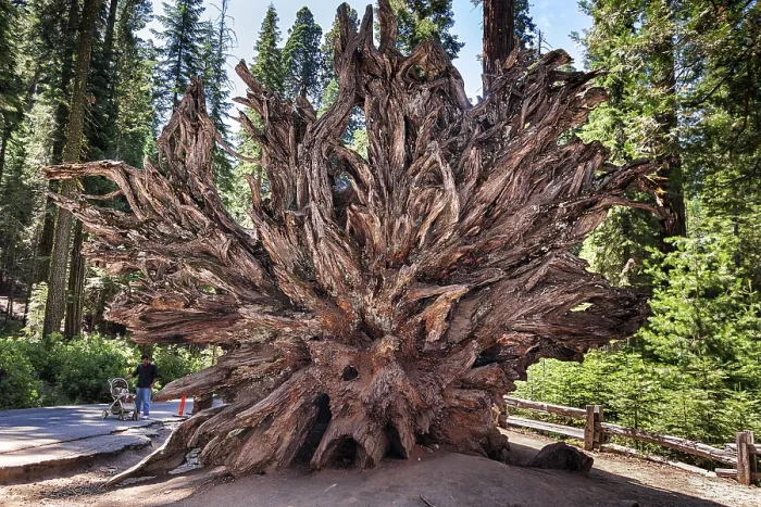 Impression encadrée : Monarque chuté, racine de séquoia (Sequoioideae).