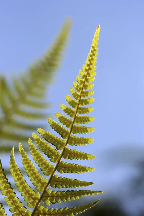 Impression encadrée : Fern
