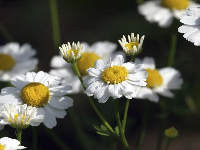Impression encadrée : Feverfew