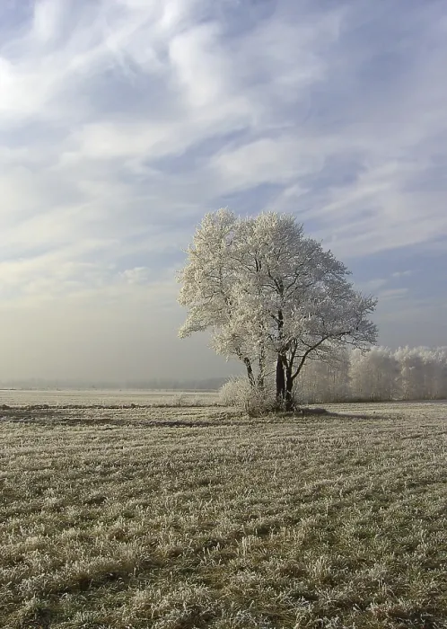 Impression encadrée : Field