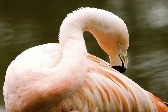 Impression encadrée : Flamingo
