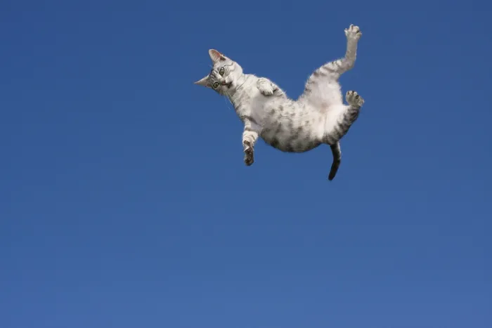 Impression encadrée : Un chat en vol Impression encadrée : Un chat en vol