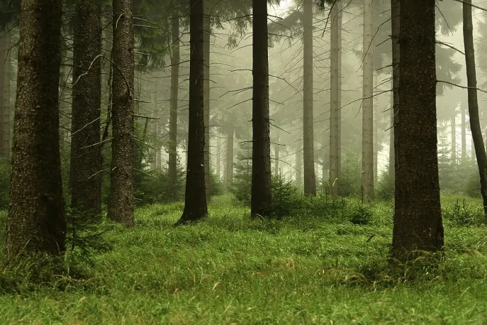 Impression encadrée : Forest Impression encadrée : Forest