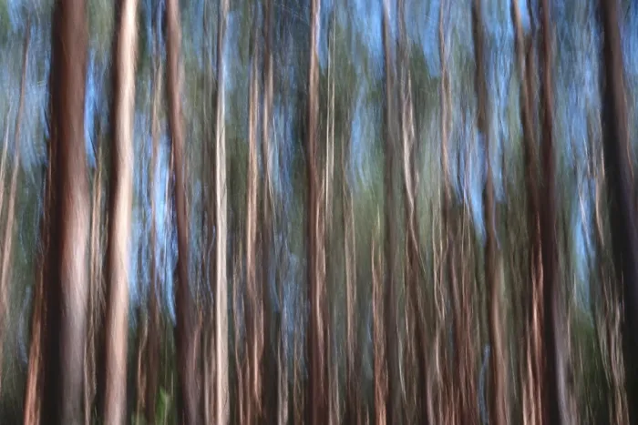 Impression encadrée : Forêt, impression, aliénation. Impression encadrée : Forêt, impression, aliénation.