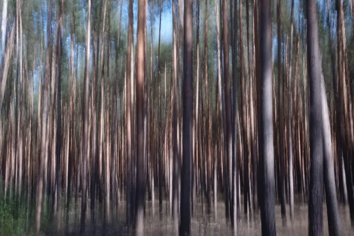 Impression encadrée : Forêt, impression, aliénation. Impression encadrée : Forêt, impression, aliénation.
