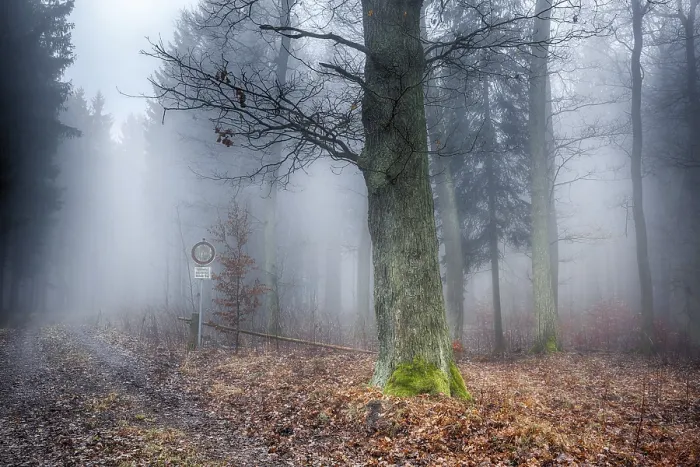 Impression encadrée : Forêt dans la brume. Impression encadrée : Forêt dans la brume.