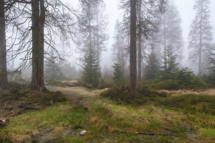 Impression encadrée : Forêt à l'Oderteich dans le Nebel. Impression encadrée : Forêt à l'Oderteich dans le Nebel.