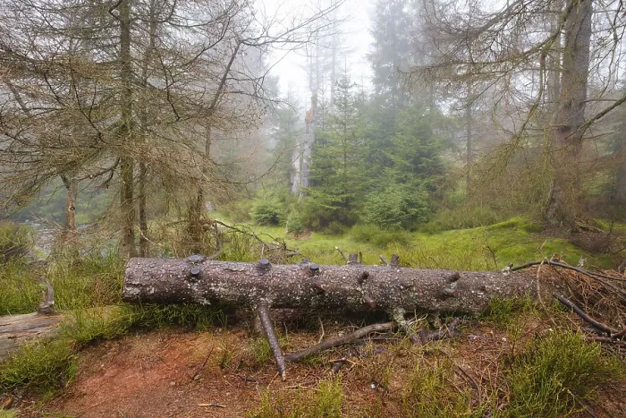 Impression encadrée : Forêt au-dessus de l'Oderteich dans le Nebel. Impression encadrée : Forêt au-dessus de l'Oderteich dans le Nebel.