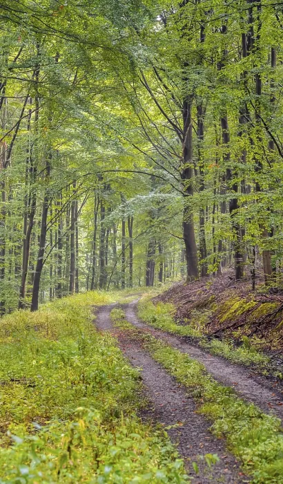 Impression encadrée : Chemin forestier dans la forêt, Thuringe, Allemagne.