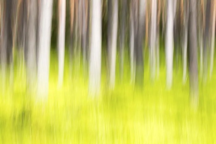 Impression encadrée : Forêt en printemps, modifiée.