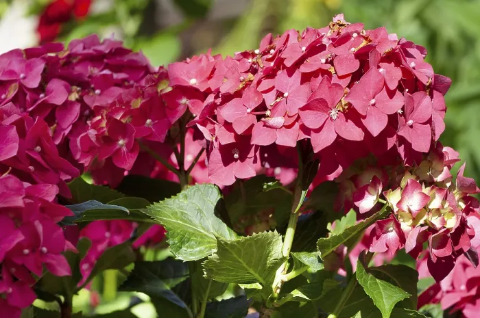 Impression encadrée : L'hydrangea de jardin (Hydrangea macrophylla) Impression encadrée : L'hydrangea de jardin (Hydrangea macrophylla)
