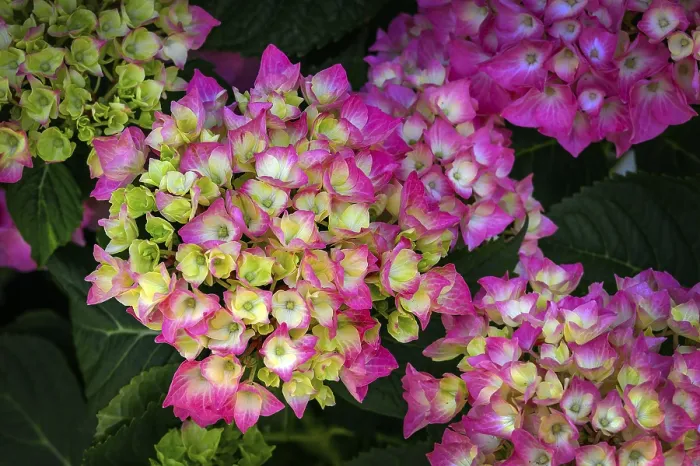 Impression encadrée : L'hydrangea du jardin (Hydrangea macrophylla). Impression encadrée : L'hydrangea du jardin (Hydrangea macrophylla).