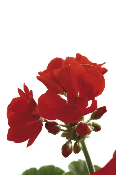 Impression encadrée : Les géraniums, rouges.