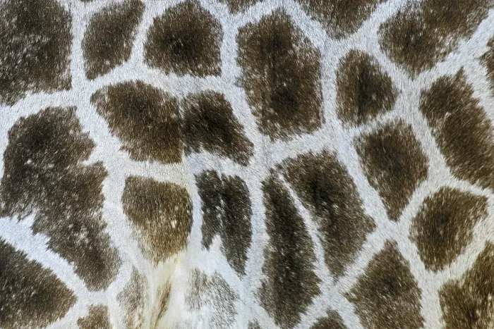Impression encadrée : Giraffe Impression encadrée : Giraffe