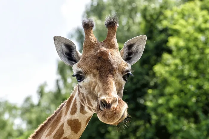 Impression encadrée : Giraffe