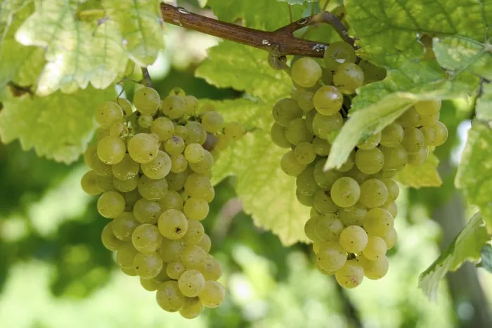 Impression encadrée : Grapevine
