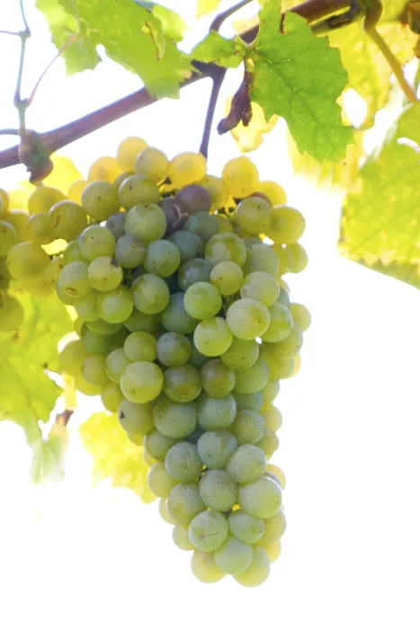 Impression encadrée : Grapevine Impression encadrée : Grapevine