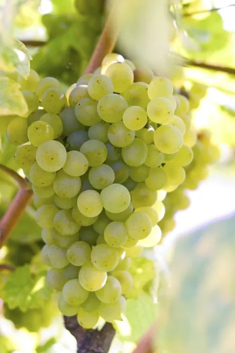 Impression encadrée : Grapevine Impression encadrée : Grapevine