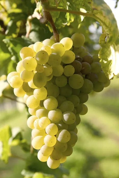 Impression encadrée : Grapevine