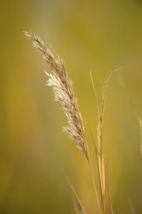 Impression encadrée : Grass Impression encadrée : Grass