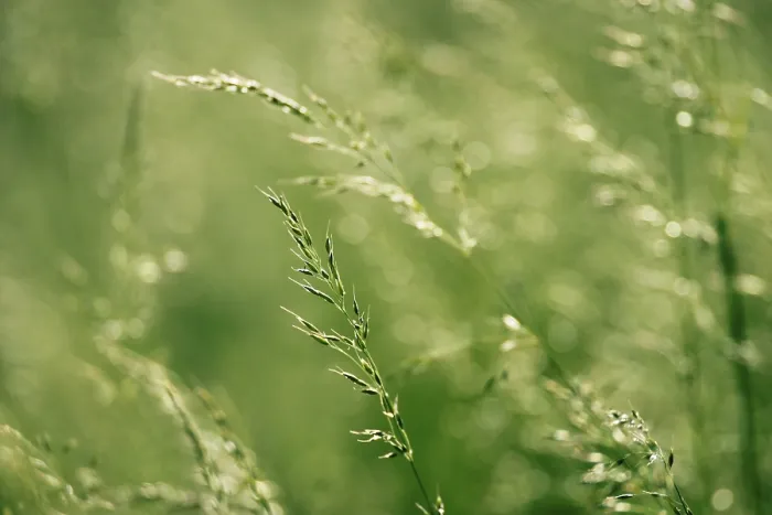 Impression encadrée : Grass