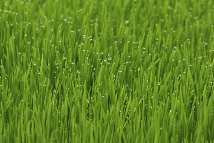 Impression encadrée : Grass Impression encadrée : Grass