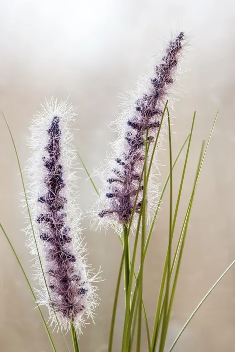 Impression encadrée : Grasses