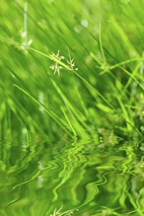 Impression encadrée : Herbe verte avec reflet. Impression encadrée : Herbe verte avec reflet.
