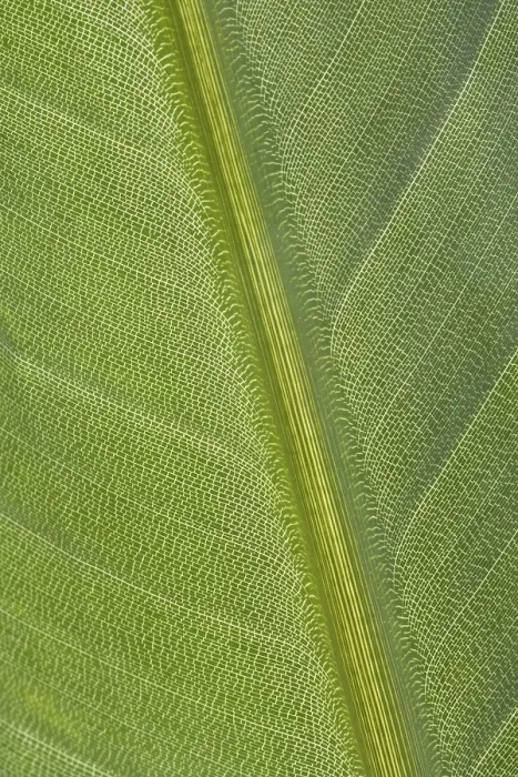 Impression encadrée : Feuille verte. Impression encadrée : Feuille verte.