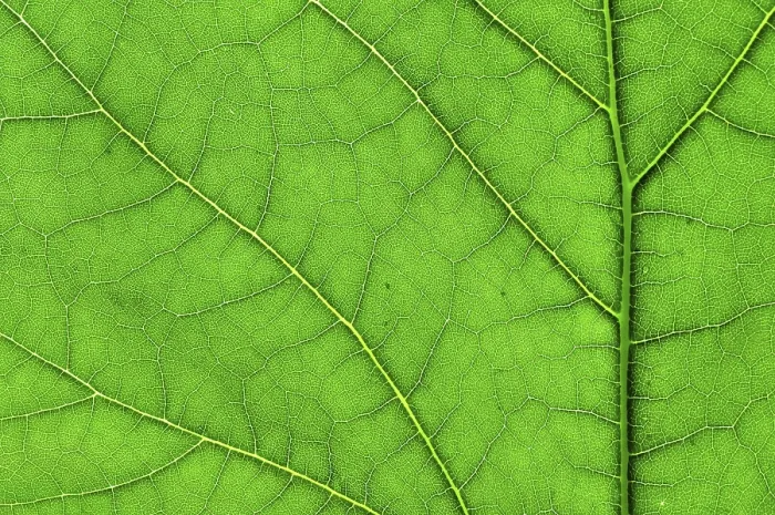 Impression encadrée : Feuille verte macro. Impression encadrée : Feuille verte macro.