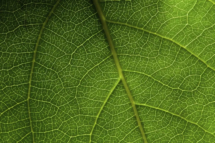 Impression encadrée : Macro feuille verte. Impression encadrée : Macro feuille verte.
