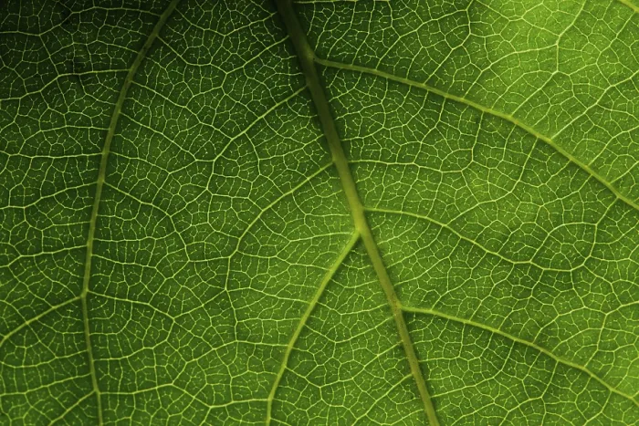 Impression encadrée : Macro feuille verte. Impression encadrée : Macro feuille verte.