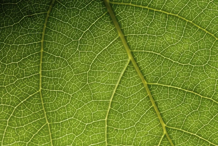 Impression encadrée : Feuille verte macro. Impression encadrée : Feuille verte macro.