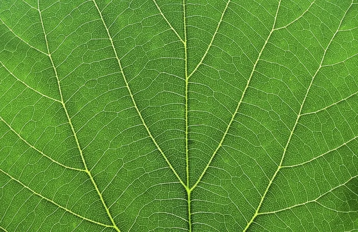Impression encadrée : Feuille verte macro.