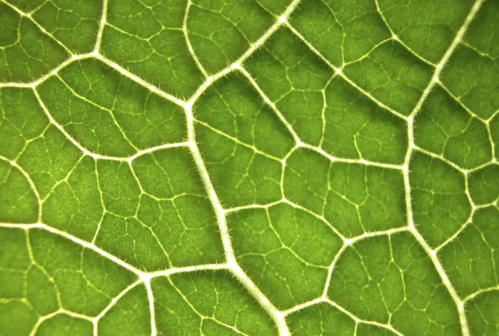 Impression encadrée : Feuille verte, structure