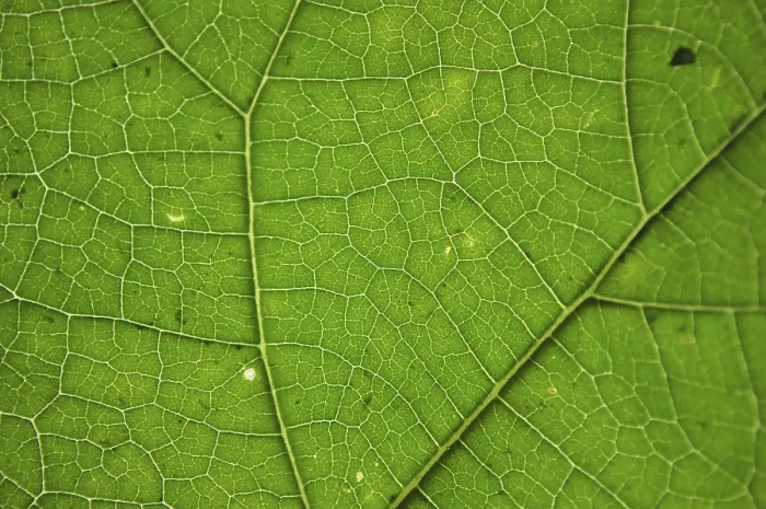 Impression encadrée : Texture de feuille verte. Impression encadrée : Texture de feuille verte.