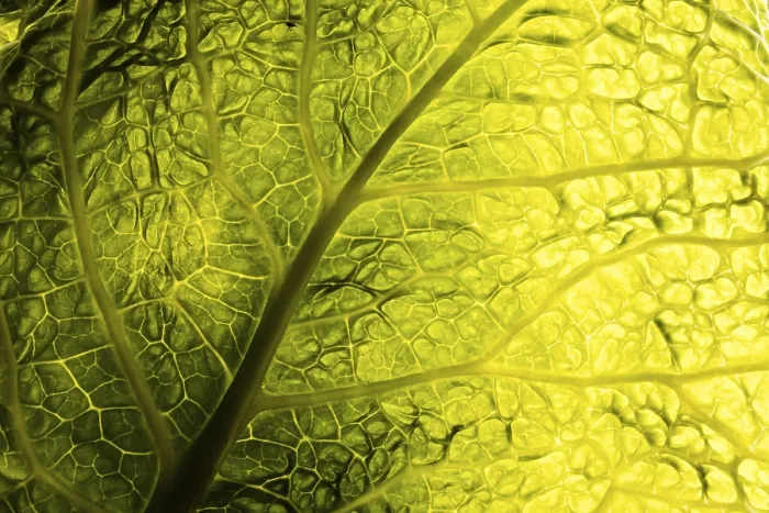 Impression encadrée : Texture de feuille verte Impression encadrée : Texture de feuille verte