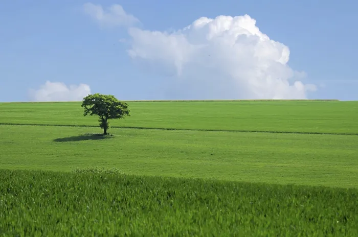 Impression encadrée : L'arbre vert dans les champs.