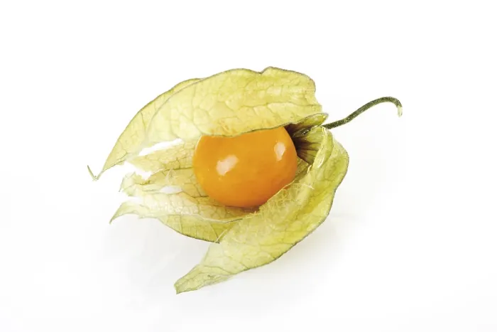 Impression encadrée : Physalis (Physalis) Impression encadrée : Physalis (Physalis)
