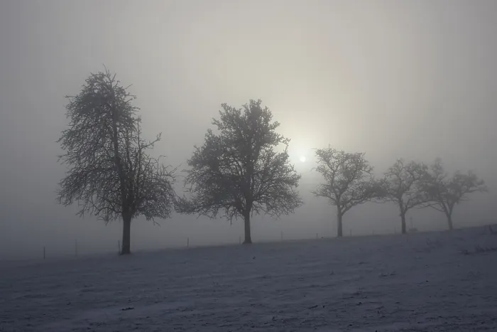 Impression encadrée : Groupe d'arbres dans une lumière diffusée.